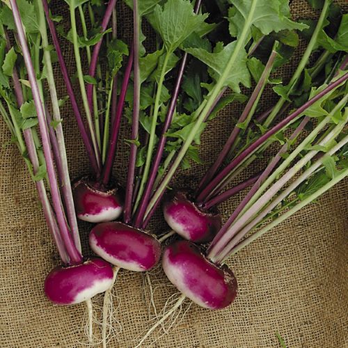 Turnip Purple Top Milan ORGANIC Seeds
